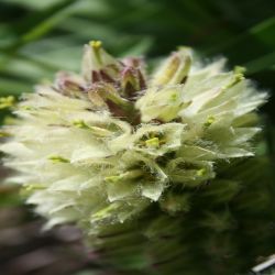 Straussblutige-Glockenblume-Campanula-Thyrsoides2