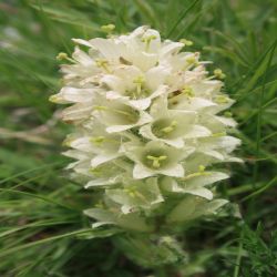 Straussblutige-Glockenblume-Campanula-Thyrsoides3