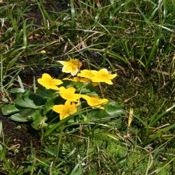 Sumpf-Dotterblume-Caltha-palustris