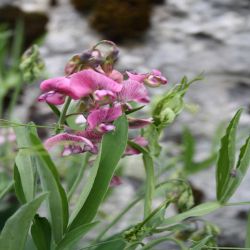 Sumpf-Platterbse-Lathyrus-palustris