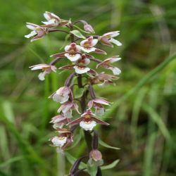 Sumpf-Stendelwurz-Epipactis-palustris