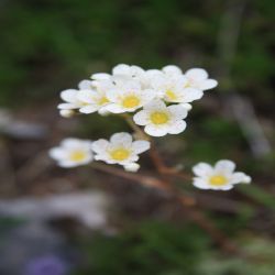 Trauben-Steinbrech-Saxifraga-paniculata-Mill