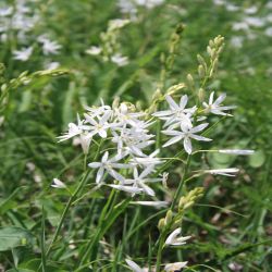 Traubige-Graslilie-Anthericum-liliago