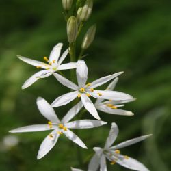 Traubige-Graslilie-Anthericum-liliago2