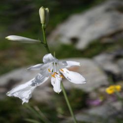 Trichterlilie-Paradieslilie-Paradisia-liliastrum