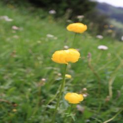 Trollblume-Trollius-europaeus