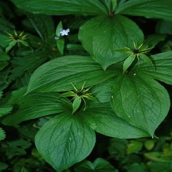 Vierblattrige-Einbeere-Paris-quadrifolia