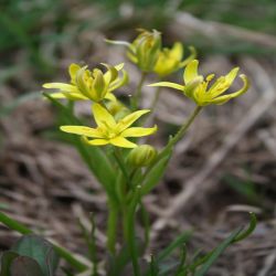 Wald-Gelbstern-Gagea-lutea