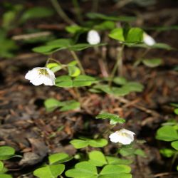 Wald-Sauerklee-Oxalis-acetosella