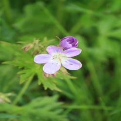 Wald-Storchschnabel-Geranium-sylvaticum