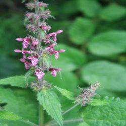 Wald-Ziest-Stachys-sylvatica