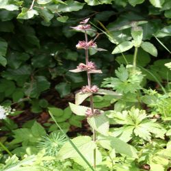 Wald-Ziest-Stachys-sylvatica2