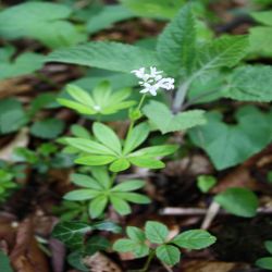 Waldmeister-Galium-odoratum