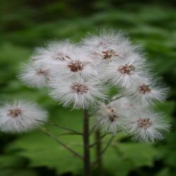 Weisse-Pestwurz_Eselshuf-Petasites-albus