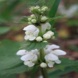 Weisse-Taubnessel-Lamium-album