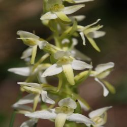 Weisse-Waldhyazinthe-Kuckucksstendel-Platanthera-bifolia