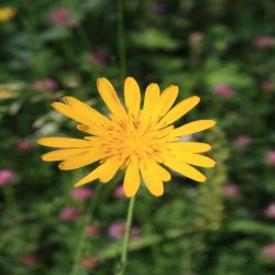 Wiesen-Bocksbart-Tragopogon-pratensis