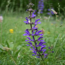 Wiesen-Salbei-Salvia-pratensis