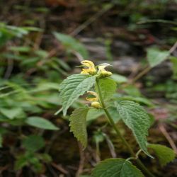 Zottiger-Klappertopf-Rhinanthus-alectorolophus