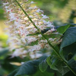 Zwerg-Rosskastanie-Aesculus-parviflora-Walter