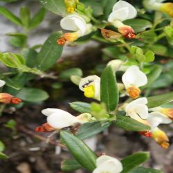 Zwergbuchs-Polygala-chamaebuxus