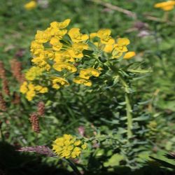 Zypressen-Wolfsmilch-Euphorbia-cyparissias